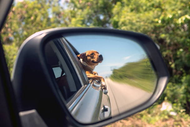 Travel by car with a dog. Reflection in the mirror. - Foto, afbeelding