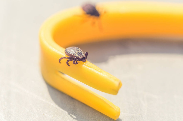 Mite crawling on a yellow tweezers for removing ticks. - Foto, afbeelding