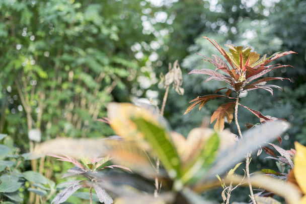 Crotón con hojas pustrosas en el jardín
 - Foto, Imagen