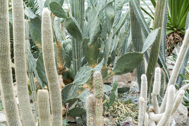 Grove velký zelený kaktus - Fotografie, Obrázek