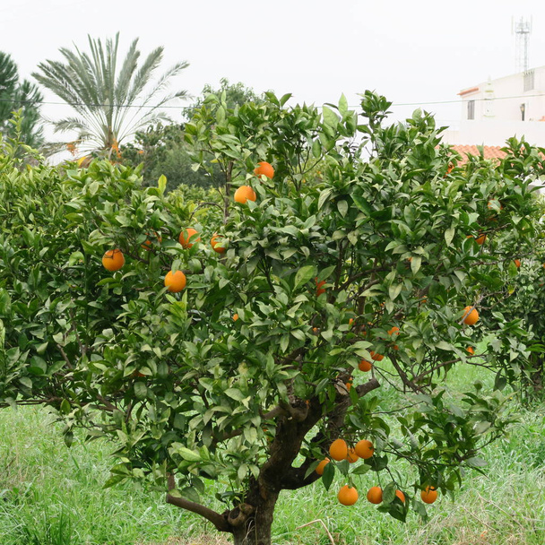 ヨーロッパでポルトガルの木に熟したオレンジ色 - 写真・画像