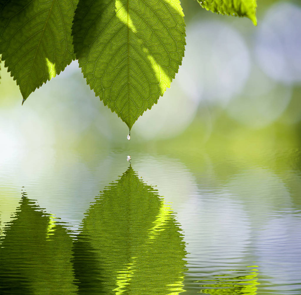 Close-up of fresh shiny cherry leaves lit by sun hanging like curtain above blurred mirror reflection on bright bokeh copy space background. Beauty and harmony of nature, fruit gardening concept. - Photo, Image
