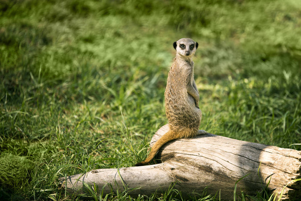 One meerkat on a watch standing in a meadow and looking at camera. - Фото, изображение