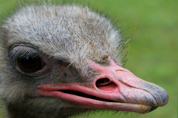 devekuşu - Fotoğraf, Görsel