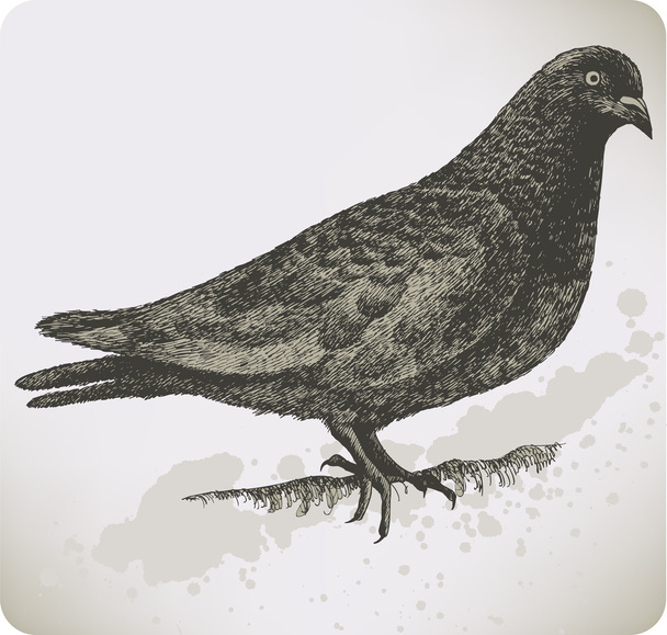 Bird dove, hand drawing. Vector illustration. - Vector, imagen