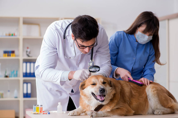 医者とアシスタントチェックアップ黄金取得犬で獣医クリップ - 写真・画像