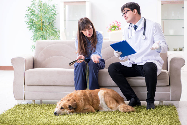 Veteriner doktor Golden Retriever köpeğini evinde ziyaret ediyor. - Fotoğraf, Görsel