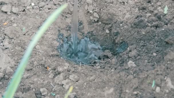 El agua se vierte en el agujero en el suelo listo para la plantación
 - Imágenes, Vídeo