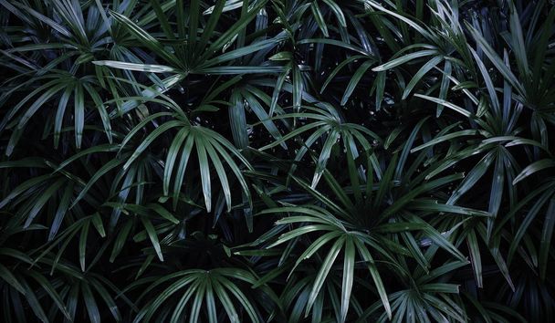 Rhapis excelsa or Lady palm in the garden tropical leaves background - Photo, image
