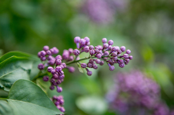 Purple lilac bush blooming in May day - Photo, Image