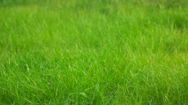 Close up of grass. - Footage, Video