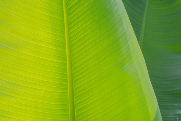 macro close up green banana leaf background - Foto, Imagem
