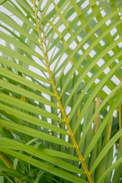 close up background of green palm leaf - Photo, Image