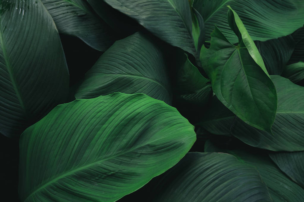 Nagy lombozat sötét zöld textúra, absztrakt természet háttérben trópusi levél. - Fotó, kép
