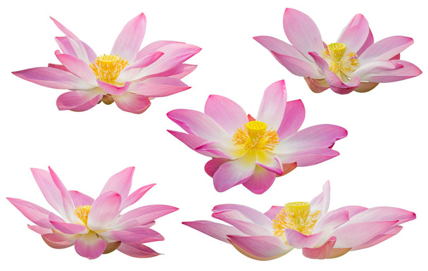 collection of pink lotus flower blossoms isolated on white background - Fotó, kép