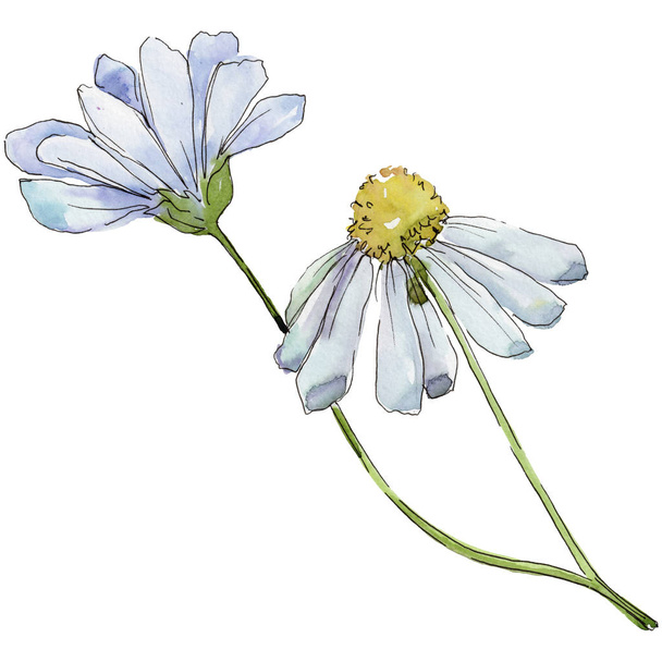 Daisy biały. Botaniczny kwiat kwiatowy. Wiosna dzikiego wildflower liść na białym tle. Aquarelle wildflower za tło, tekstura, wzór otoki, ramki lub granicy. - Zdjęcie, obraz