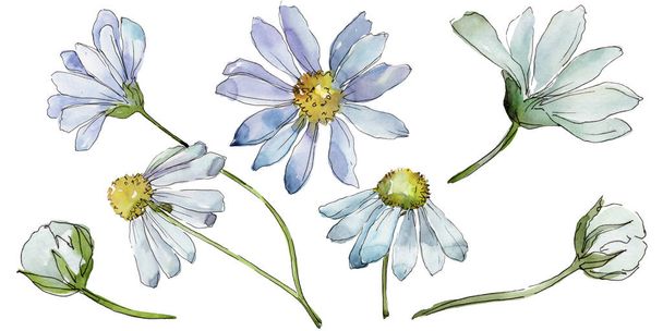 White daisy. Floral botanical flower. Wild spring leaf wildflower isolated. Aquarelle wildflower for background, texture, wrapper pattern, frame or border. - Φωτογραφία, εικόνα