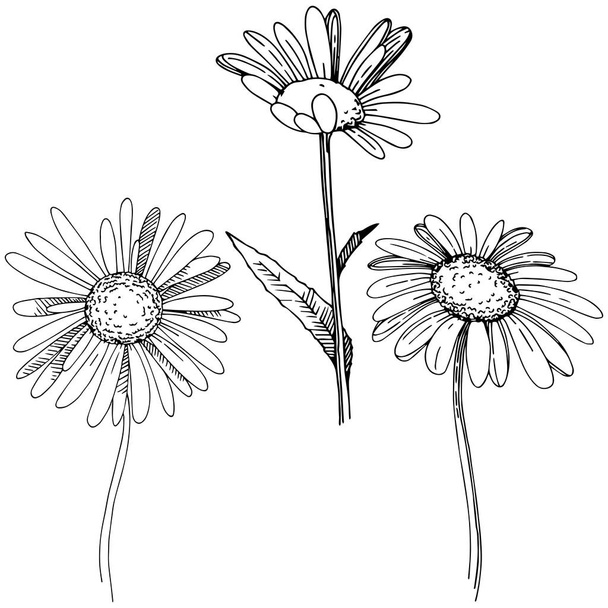 Daisy in a vector style isolated. Full name of the plant: Daisy. Vector flower for background, texture, wrapper pattern, frame or border. - Vettoriali, immagini