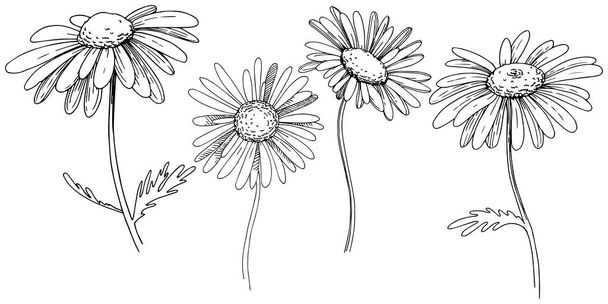 Daisy in a vector style isolated. Full name of the plant: Daisy. Vector flower for background, texture, wrapper pattern, frame or border. - Вектор,изображение