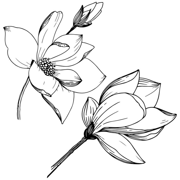 Magnolia in de stijl van een vector geïsoleerd. Volledige naam van de plant: Magnolia. Vector bloem voor achtergrond, textuur, wrapper patroon, frame of rand. - Vector, afbeelding