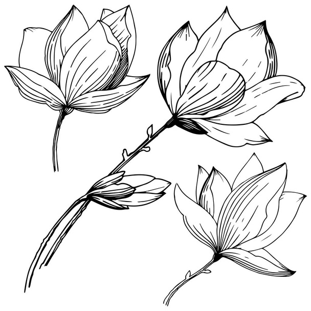 Magnolia in de stijl van een vector geïsoleerd. Volledige naam van de plant: Magnolia. Vector bloem voor achtergrond, textuur, wrapper patroon, frame of rand. - Vector, afbeelding