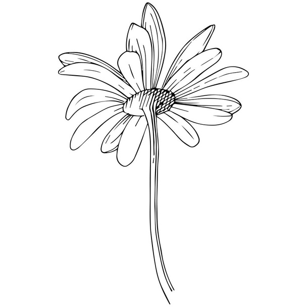 Daisy in a vector style isolated. Full name of the plant: Daisy. Vector flower for background, texture, wrapper pattern, frame or border. - Vector, imagen