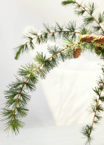 larch branch with cones on a white background. copy space - 写真・画像