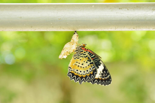  Бабочка метаморфозы из кокона и подготовиться к полету на алюминиевой линии одежды в саду
 - Фото, изображение