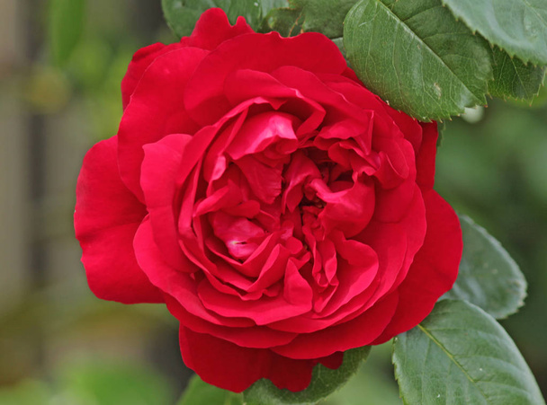 Троянди тип, названий Spinakker Amorina в Закри ізольований від Діви Mariae в Boskoop Нідерландів - Фото, зображення