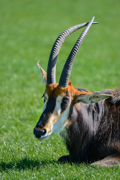 Hermoso Sable Antelope Hippotragus Niger en verano
 - Foto, Imagen