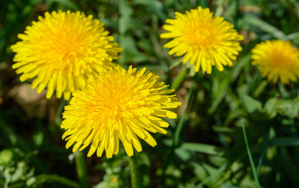Yellow dandelions close-up day - Photo, Image