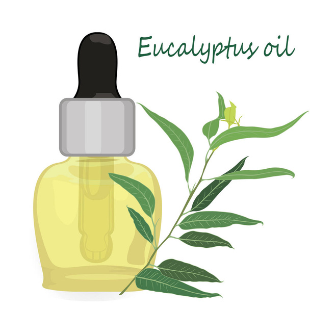 Eucalyptus essential oil vector illustration Aromatherapy - Vector, Image