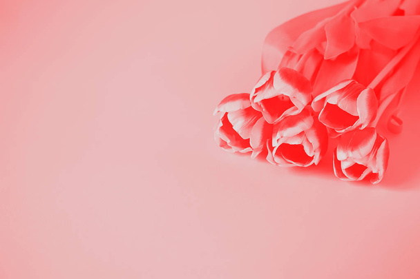Red pink tulip flower duotone background texture - Zdjęcie, obraz