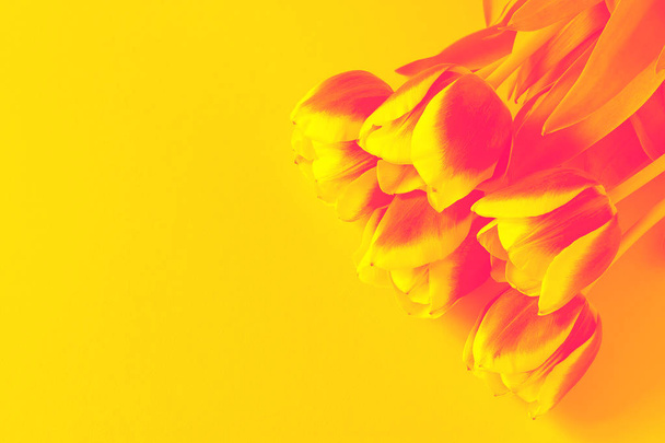 赤黄色チューリップ花ダブルトーン背景テクスチャ - 写真・画像