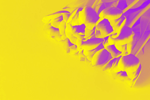 バイオレットの黄色いチューリップ花ダブルトーン背景テクスチャ - 写真・画像