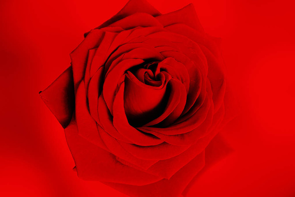 Blossoming rose on a gently red background. - Fotó, kép