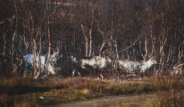 Herd of caribou reindeers pasturing and crossing the road near Nordkapp, Finnmark County, Norway - Foto, immagini