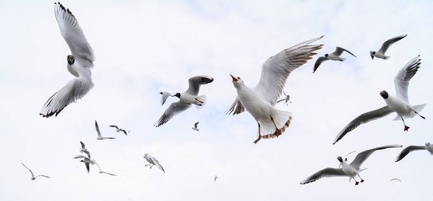 gaivota do lago energético; estação de inverno e gaivotas
 - Foto, Imagem