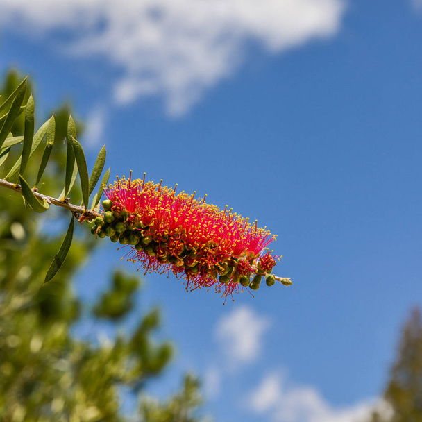 Melaleuca citrina, commonly known as common red, crimson or lemon bottlebrush, is a plant in the myrtle family - Photo, Image