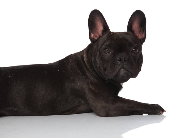 primo piano di adorabile lato bulldog francese sdraiato su sfondo bianco con testa in su
 - Foto, immagini