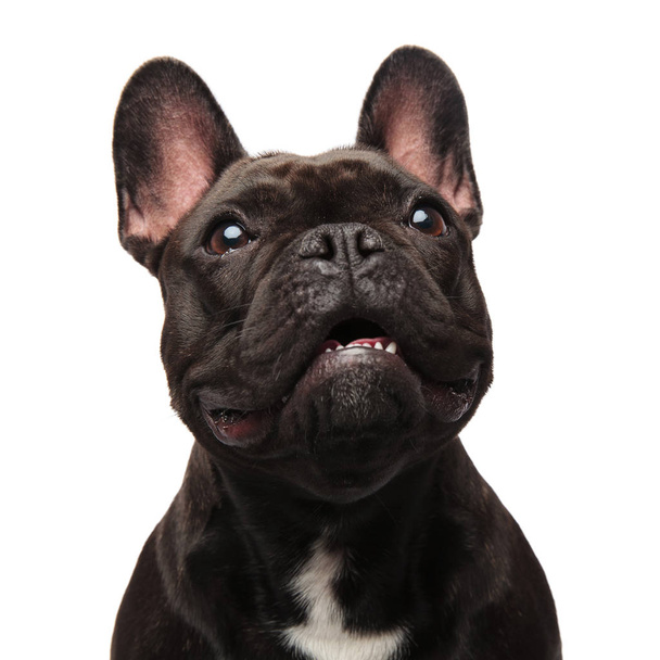 close up of surprised french bulldog looking up to side with mouth open on white background - Photo, Image