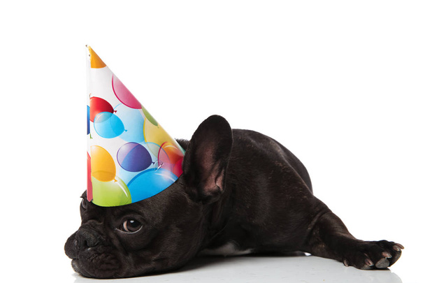 entzückend gelangweilte kleine französische Bulldogge mit Geburtstagsmütze auf weißem Hintergrund liegend, müde wirkend - Foto, Bild