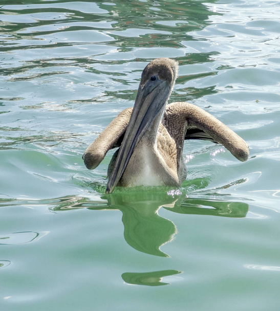 zonnige water landschap met inbegrip van een zwemmen pelikaan gezien in Belize in Midden-Amerika - Foto, afbeelding