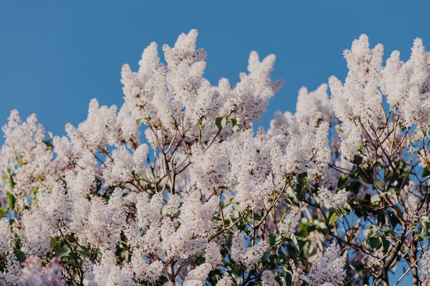 Зовнішній знімок красивого бузкового бранча на синьому фоні. Весняний час, квітуча і сонячна концепція. Весняний сезон, травень
. - Фото, зображення