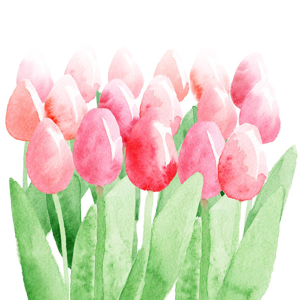 Spring tulips isolated. Abstract watercolor free-hand  illustration for postcard, invitation, banner - Φωτογραφία, εικόνα
