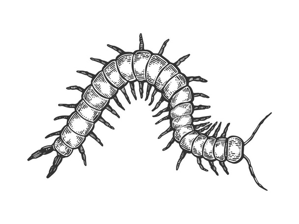 Scolopendra insect engraving vector illustration - Vetor, Imagem