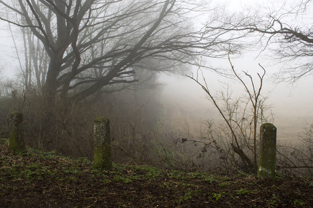 霧の道や木々。早朝の風景、冬、ドイツ - 写真・画像
