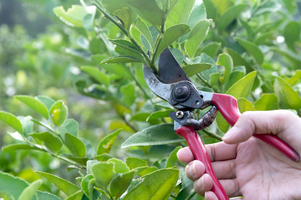 Садовник обрезает деревья с обрезками на природе. - Фото, изображение