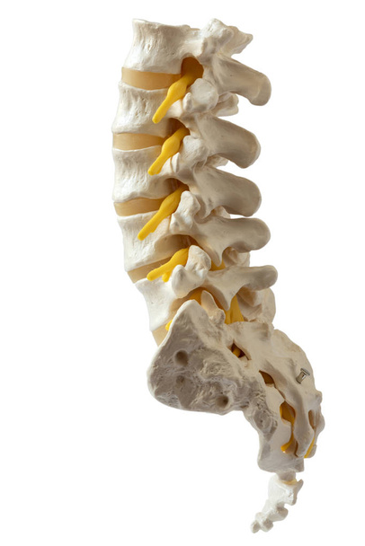 クリッピング パスと白 backgrpund に分離された人工人間の腰椎モデルの側面図 - 写真・画像