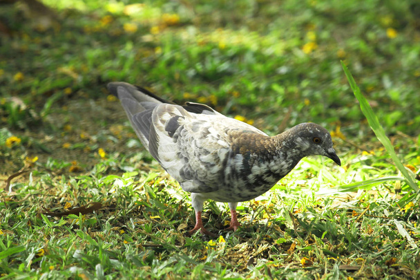 голуби на траве - Фото, изображение